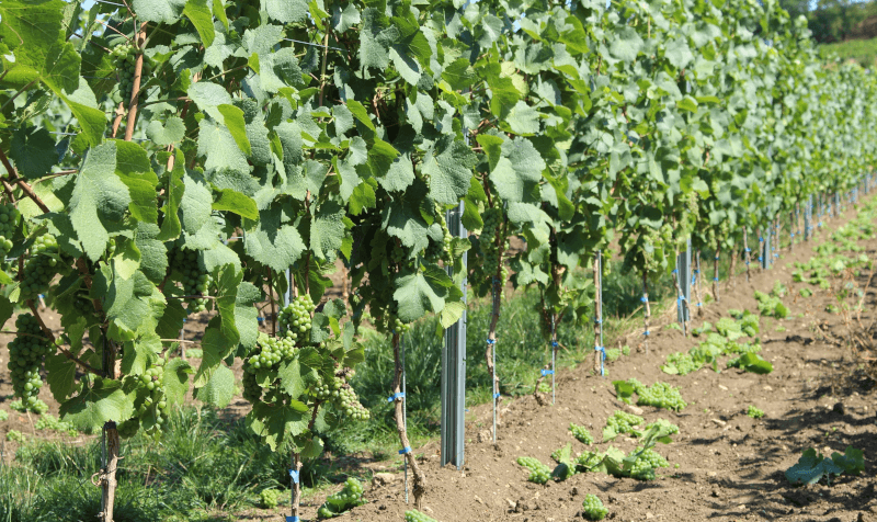 Weingut Jung und Knobloch Grüne Lese Weissburgunder