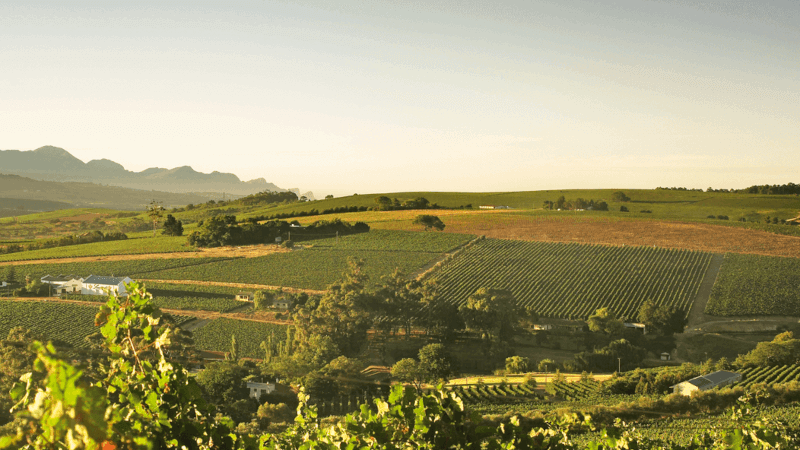 Utsikt over vingårdene i Pongracz Utsikt over vingårdene i Pongracz
