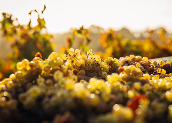 Innhøsting av druer fra Monte da Ravasqueira