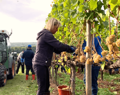 Innhøsting hos Spreitzer