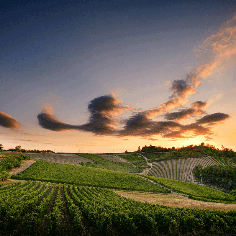 Vigneti Massa Vingårder