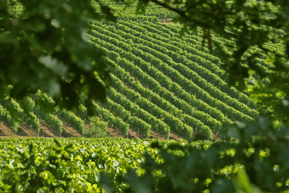 Vinmarkene på Domaine
