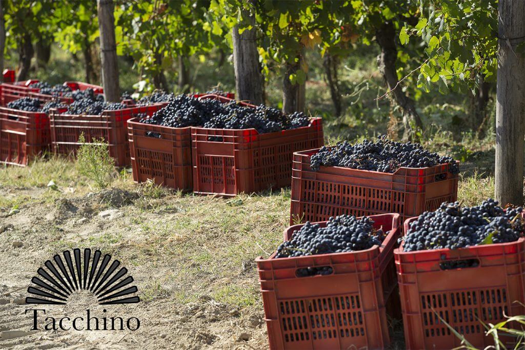 Innhøsting på Tacchino