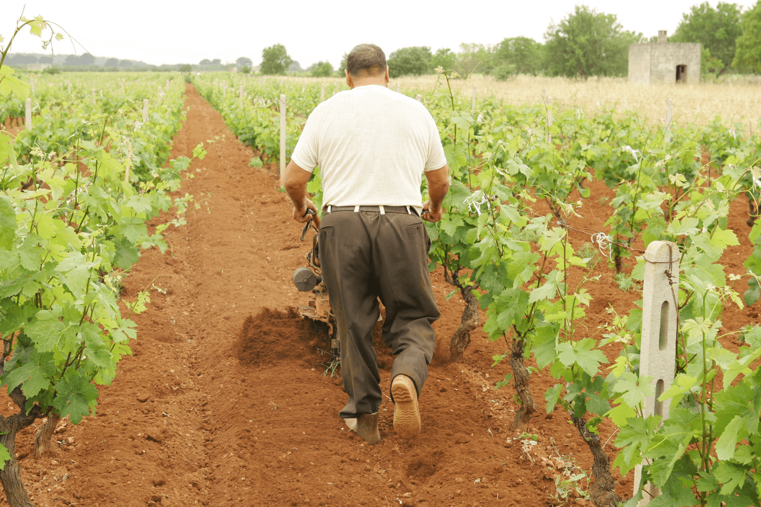 Terre di Campo Sasso Vinmaker