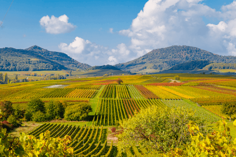 Weinbau in der Pfalz
