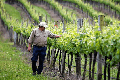 Reber fra yellow tail