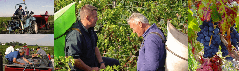 Collage zur Lese auf Château Micalet