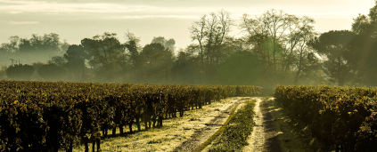 Stråler av sollys bryter gjennom disen