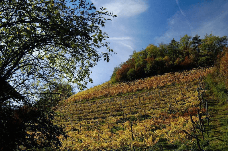 Weinhof Prackfol Weinberge