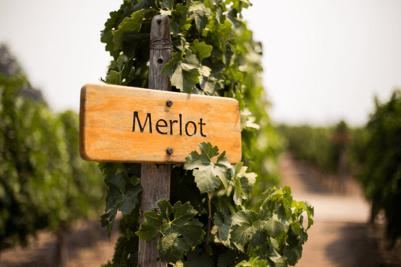 Merlot trade wine sign on the vine