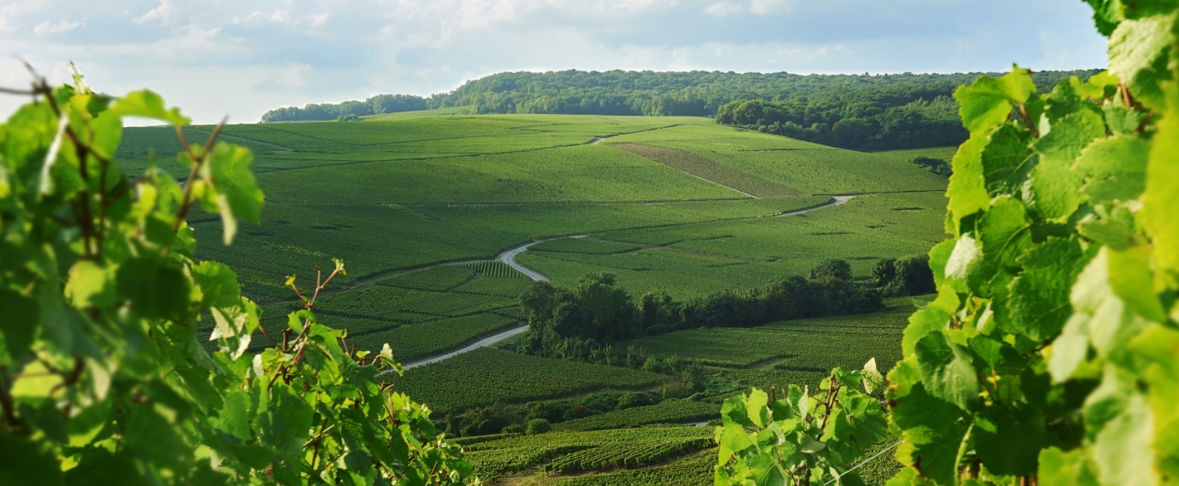 Vingårdene til Maison Charles Heidsieck