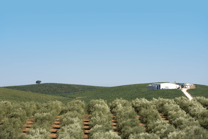 Quinta das Arcas vingårder