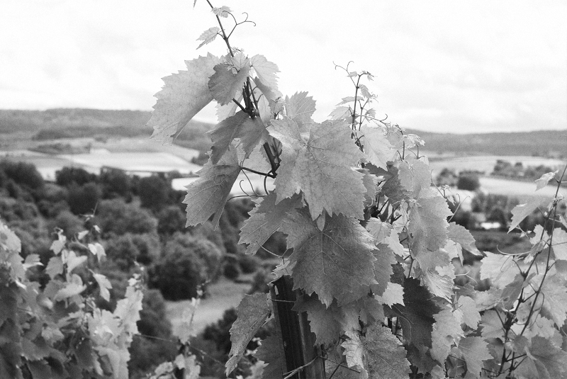 Vingård Alexander Heinrich Rauberg Druer