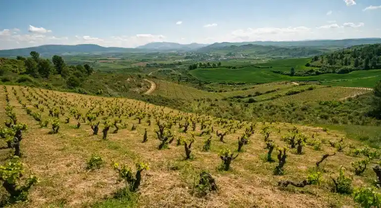 Rødvinsnytelse fra Navarra – 6x oppdagelsespakke