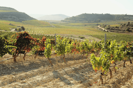 Blick über die Weinberge der Familie Chávarri