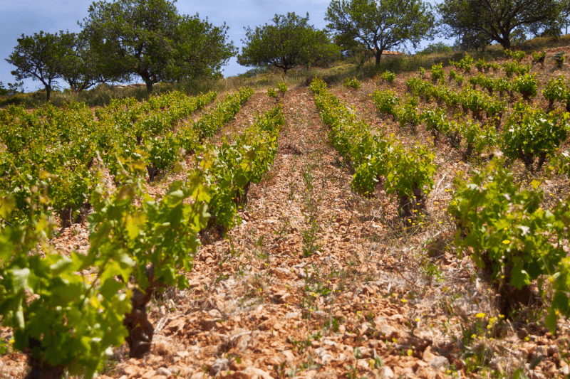 Mylonas Winery Weinreben