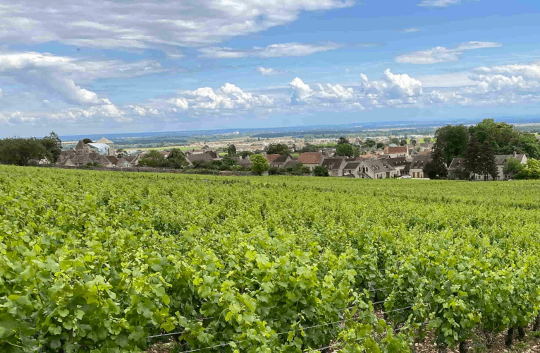 Vingård Thierry Mortet