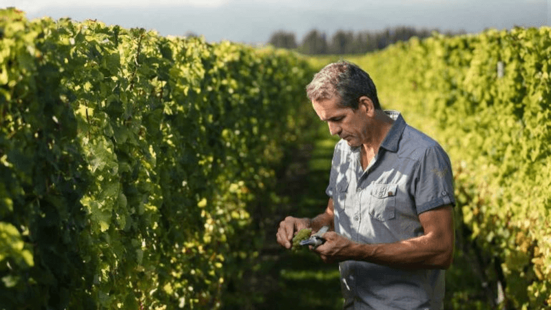 i vinmarkene-brancott-estate