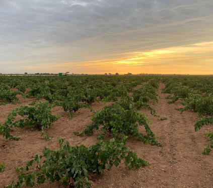 Vingårdene El Vinculo