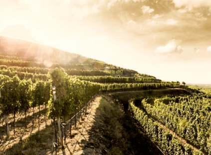 Vinmark Birgit Eichinger