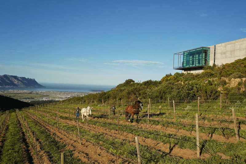 Waterkloof Bearbeitung des Weinberges