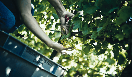 Håndplukking hos William Fevre