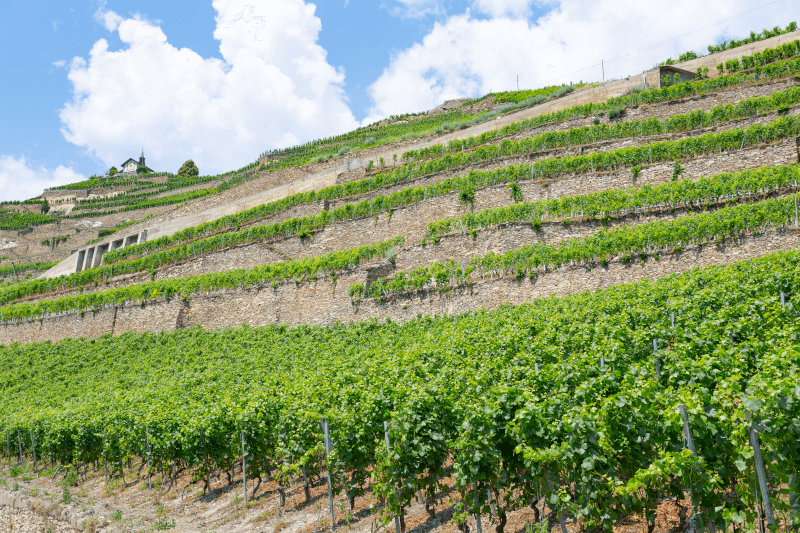 Domaine du Colombier Rhone Valley Vineyard
