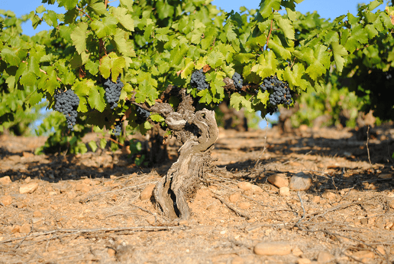 Die für Nordspanien typischen Buschreben, die nur Handlese zulassen