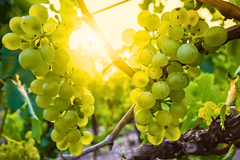 Silvanerdruer-på-vinstokken