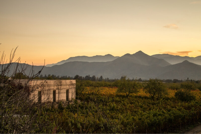 weingut-antiyal-weinberg