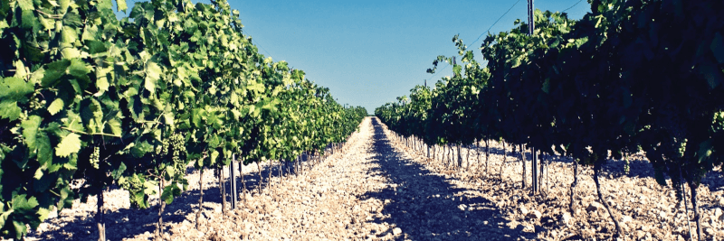 Barone Montalto Vineyards