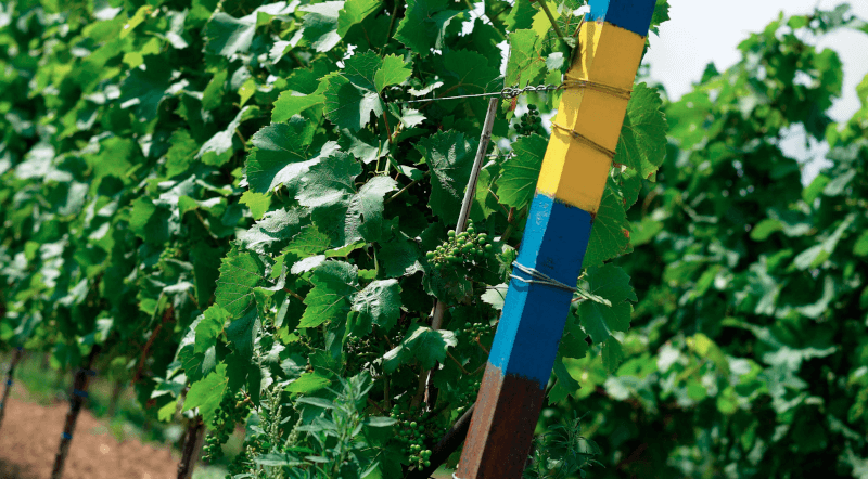 Vinplanter Markus Pfaffmann