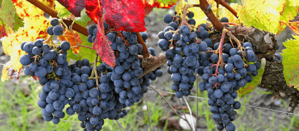 Modne druer i vingården