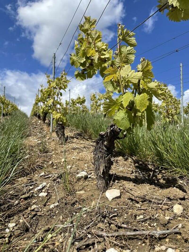 Traubenernte Champagne Barbichon