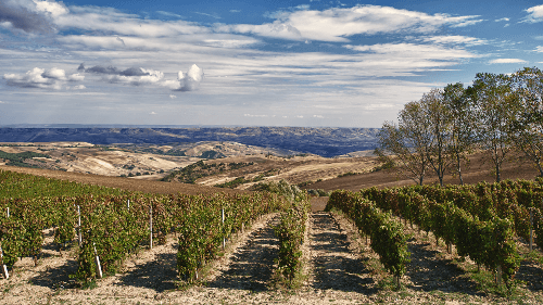 Vigneti del Vulture-vinstokker Vigneti del Vulture-vinstokker