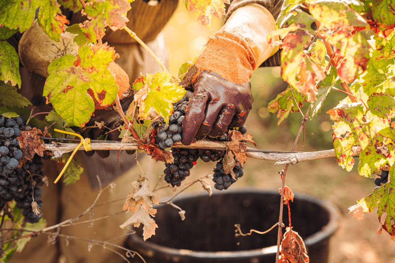 Primitivo-plukking i høstens Apulien