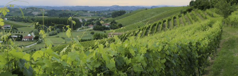 Cascina Carlot Vinstokker