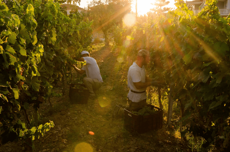 Grampsas Winery Vinprodusent