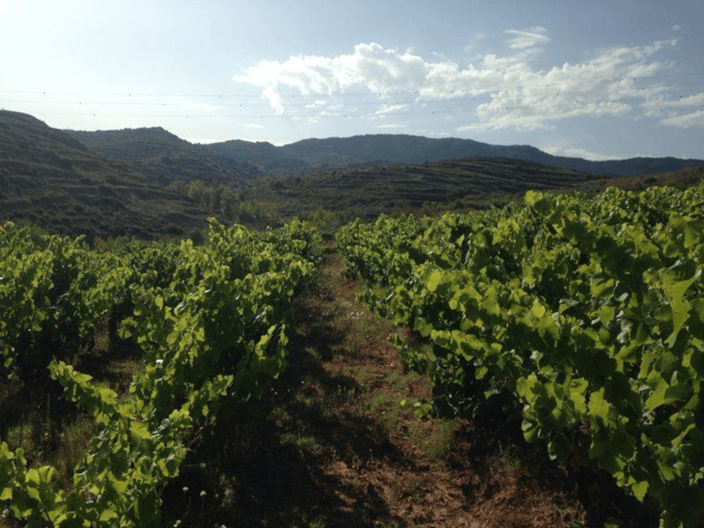 utsikt over vinmarkene