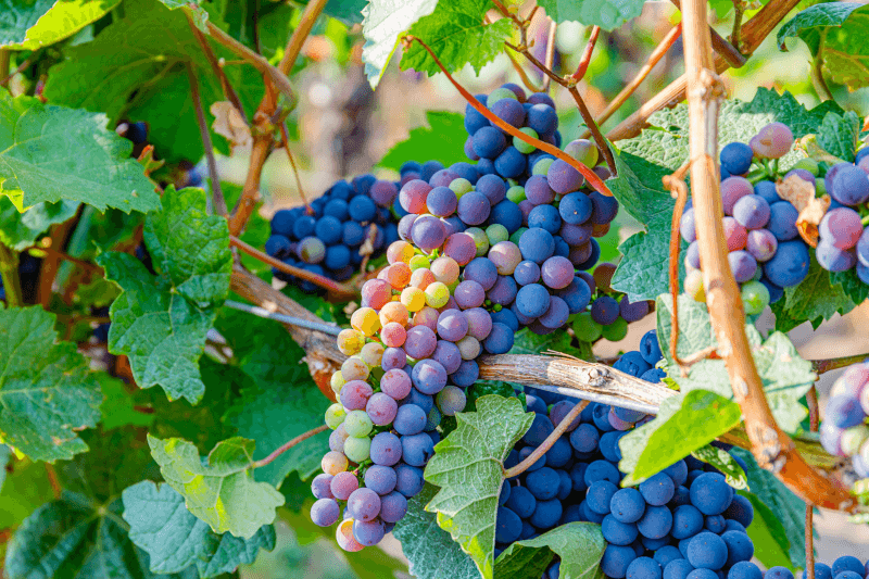 Moldovanske viner druer