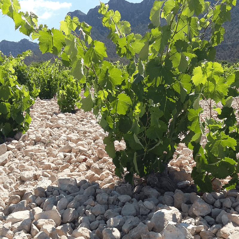 Monastrell, die wichtigste Rebsorte der Bodegas Alceño Monastrell, die wichtigste Rebsorte der Bodegas Alceño