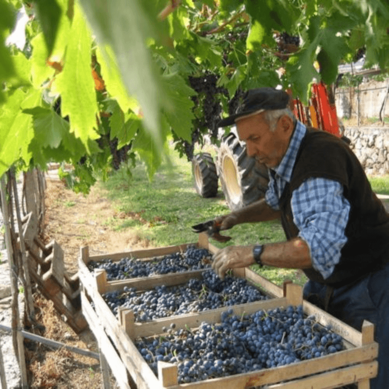 Stefano Accordini i arbeid