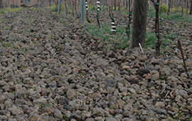Vulkangestein auf den Weinbergen Vulkangestein auf den Weinbergen