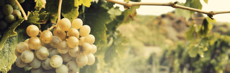 Tradition Deinhard Weintrauben