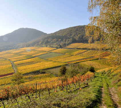 Vinmarken til Dr. Wehrheim