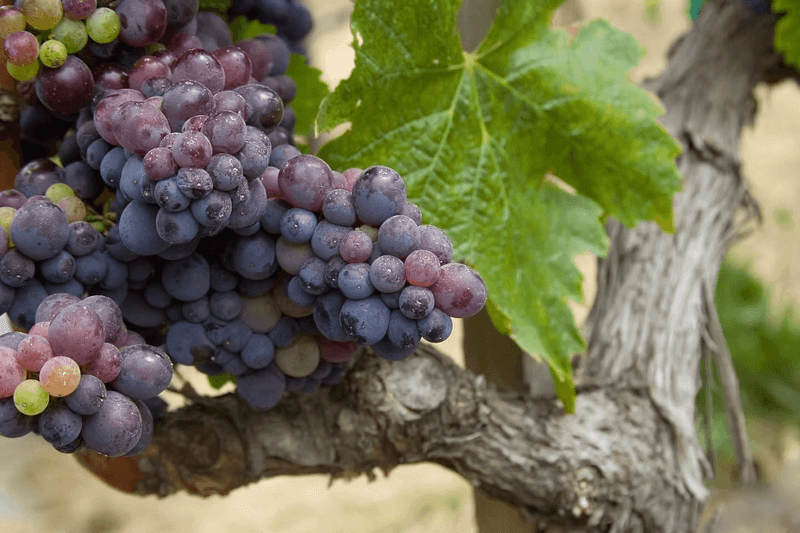 Charalaboglou Wines Druer