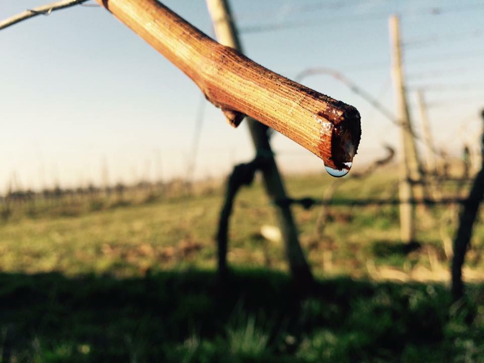 Eymann Spring Awakening