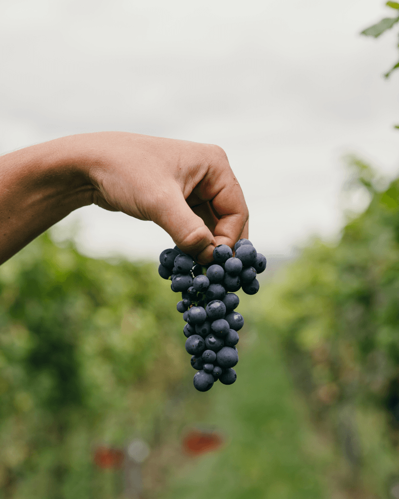 Oliver Zeter Pinot Noir-drue