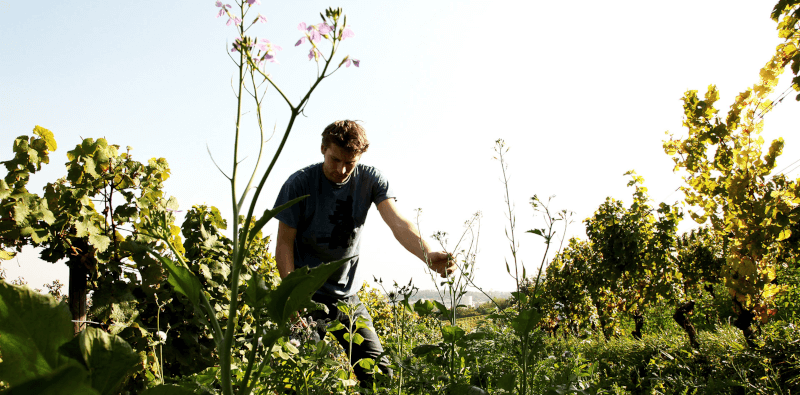 Alexander Pflüger i vingården