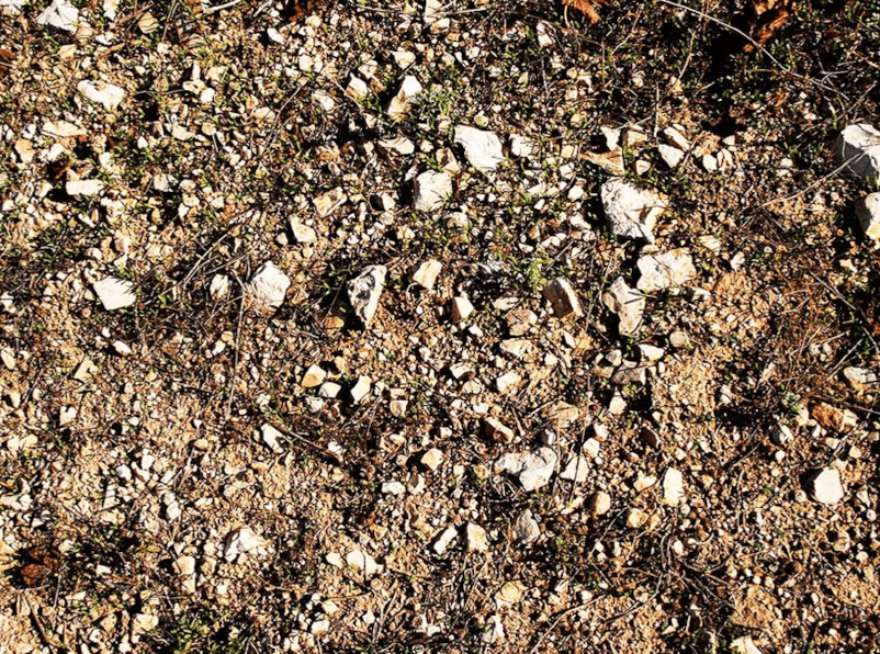 Vinstokkene vokser på steinete jordsmonn